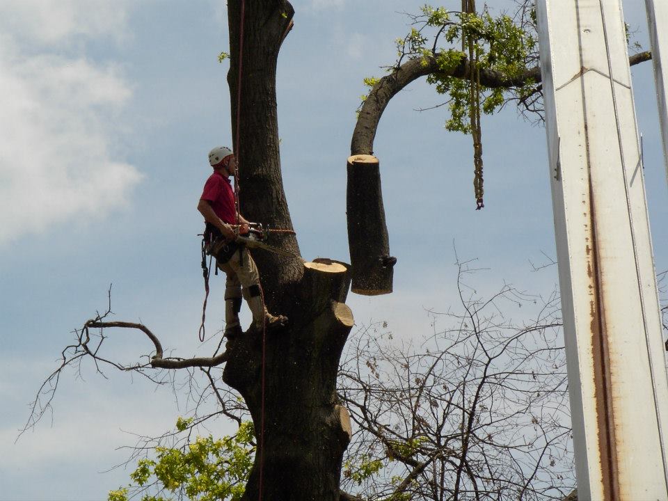 Technician Removing Tree