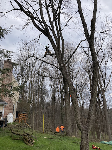 Tree Services in Exton, PA